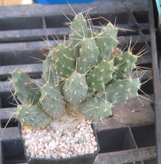 Tunilla soehrensii Rare Argentina Prickly Pear 40  