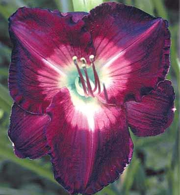 plants shipping daylily abbreviations xxxxx hybridizer year 