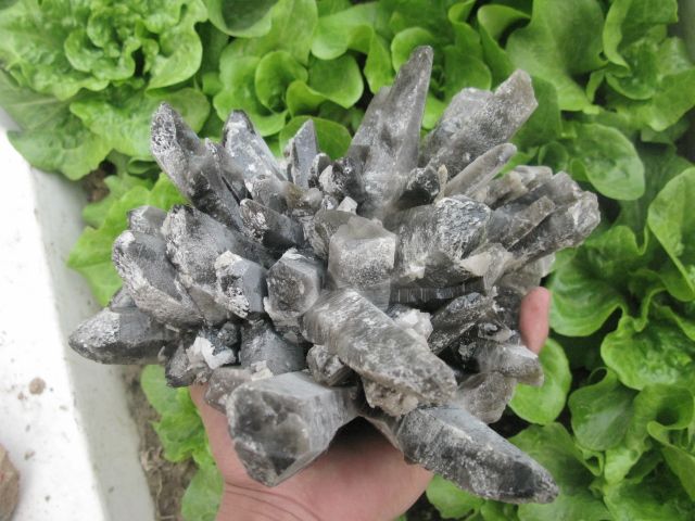 08lb NATURAL TIBETAN SMOKY QUARTZ CRYSTAL CLUSTER AWESOME FORM 