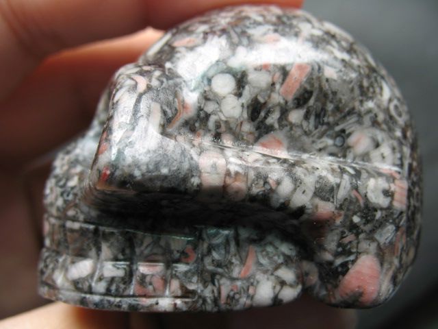 RARE TREASURE Crinoid Fossil CRYSTAL GEMSTONE SKULL  