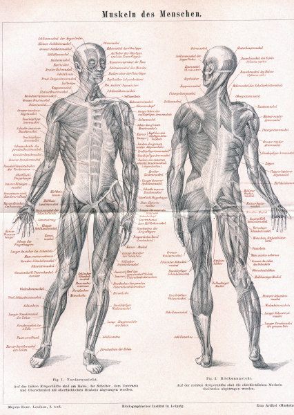 Vintage German Skeletal Muscular System Chart Poster  