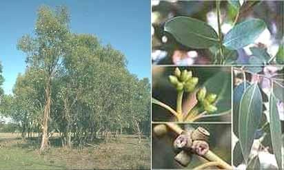 Gippsland Mallee (Eucalyptus kitsoniana)   Fresh Seed  