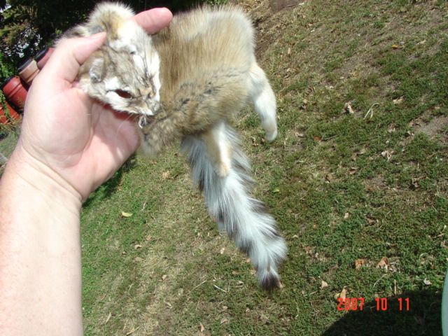 Ringtail pelt~tanned skin for animal hides collections  