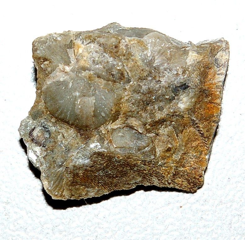 Protochonetes ludloviensis  Sylurian Brachiopods  