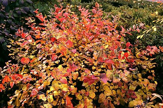 SNOWSTORM® SPIREA PROVEN WINNER COLORCHOICE  