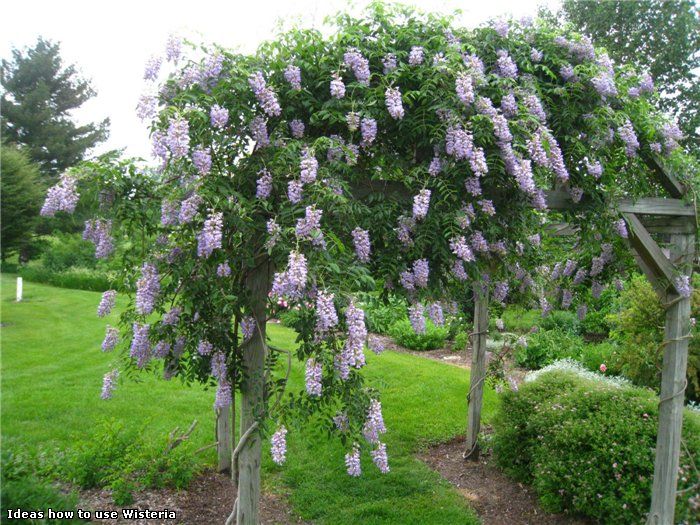 Blue Moon Wisteria Vine climber/shrub, fragnant, heat tolerant, cold 