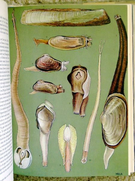 Grzimeks ANIMAL LIFE ENCYCLOPEDIA