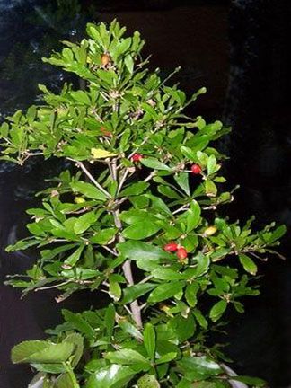 Synsepalum dulcificum MIRACLE FRUIT 1 Gallon ~PLANT~  