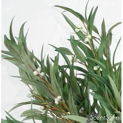 Eucalyptus Essential Fragrance Oil Aromatherapy 5ml.  