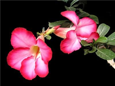 Adenium obesum Desert Rose Natural Bonsai mixed SEEDS  