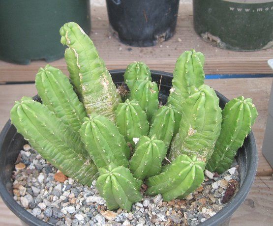 Echinocereus viereckii morricalii Spineless Pickle Cactus Huge Pink 