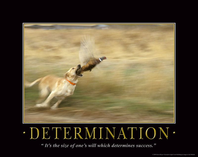 DETERMINATION YELLOW LAB / PHEASANT POSTER 18 X 24  