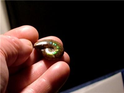 Awesome 23mm RED GREEN Ammolite AMMONITE FOSSIL Gem Grade  