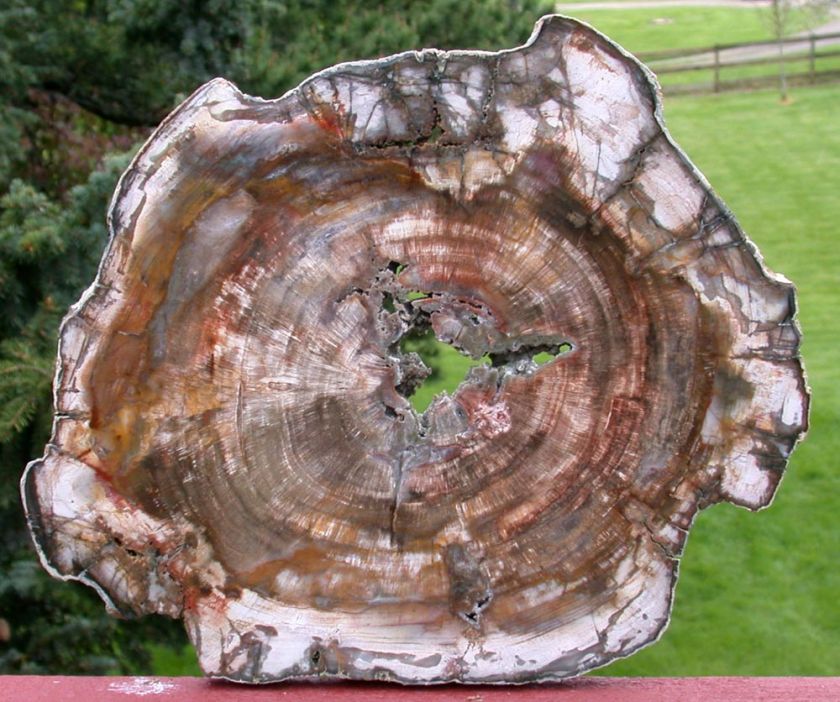 SiS HOLLOW STARBURST Madagascar Petrified Wood Slab  