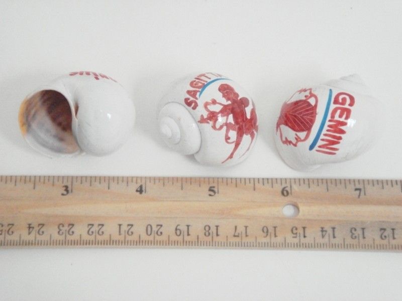 HERMIT CRAB SNAIL SHELL PAINTED HOROSCOPE 12 PCS #7402  