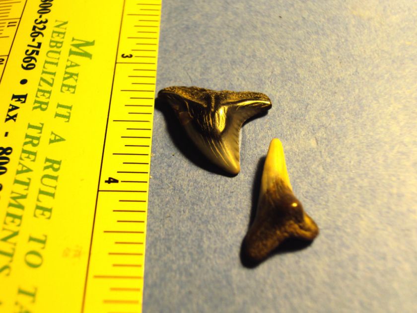 FOSSIL HEMI U/L SHARK TEETH TOOTH MEGALODON ERA  